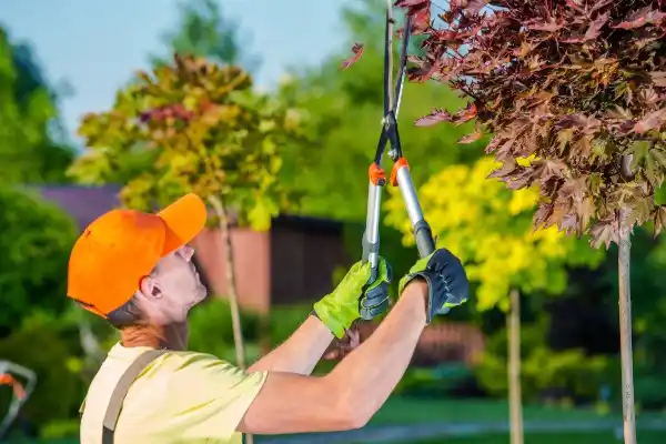 tree services High Point